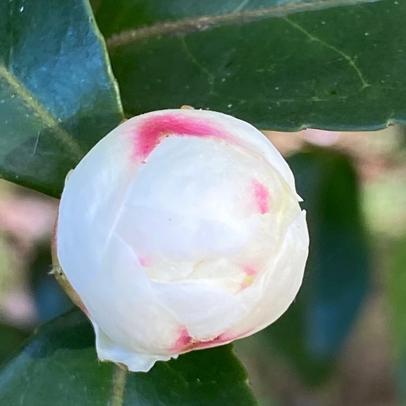 Meet your Posher, Elle - Picture 1 of 1